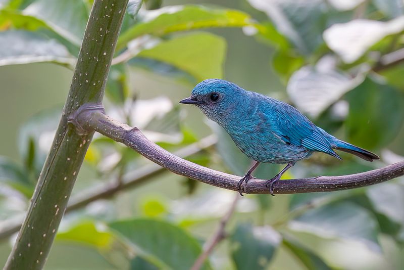 Verditer Flycatcher
