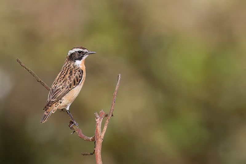 Whinchat