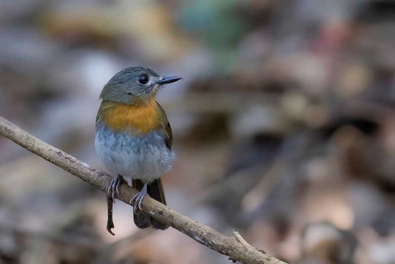 White-bellied Blue Flycatcher (f)