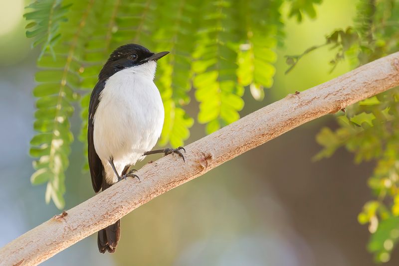 White-bellied Bushchat (m)