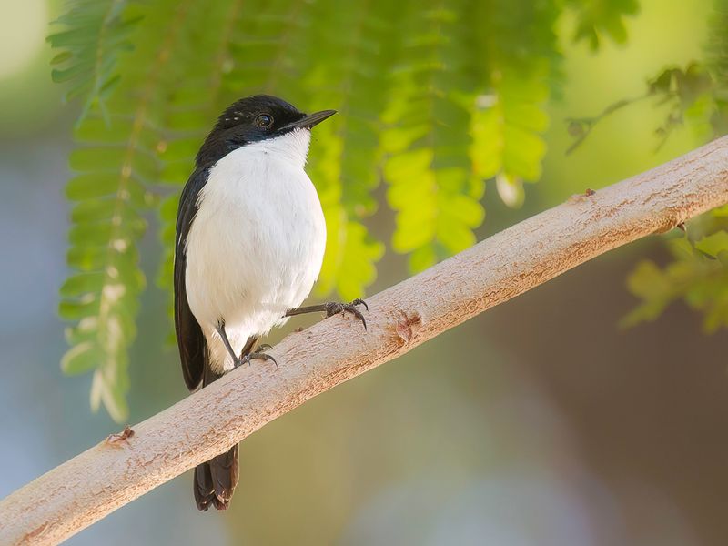 White-bellied Bushchat (m)