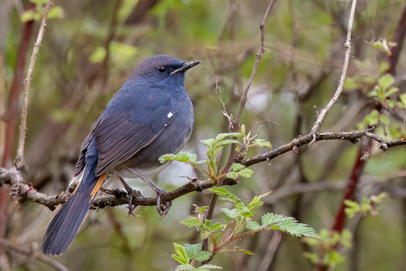 White-bellied Redstart