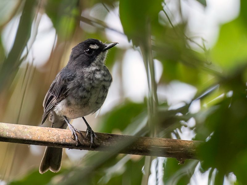White-browed Forest Flycatcher