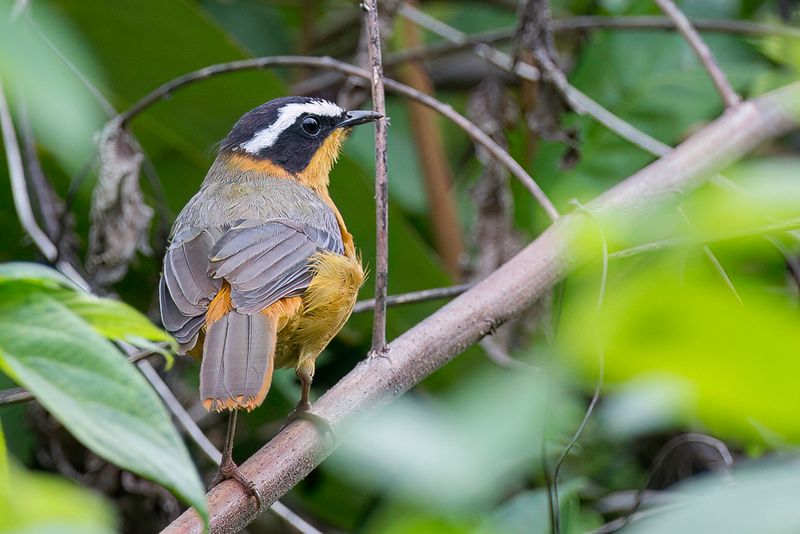 White-browed Robin-Chat