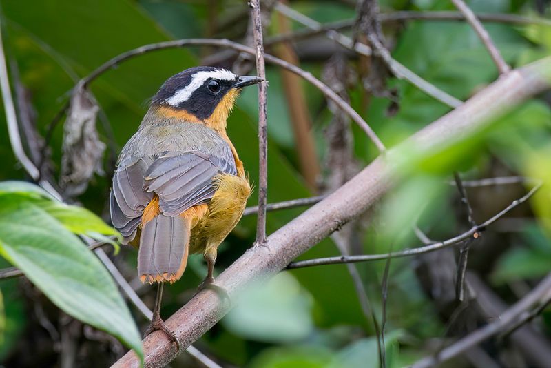 White-browed Robin-Chat