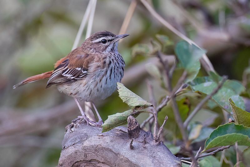 White-browed Scrub Robin