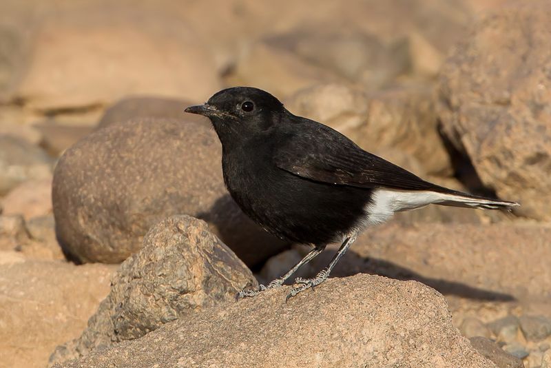 White-crowned Wheatear (j)