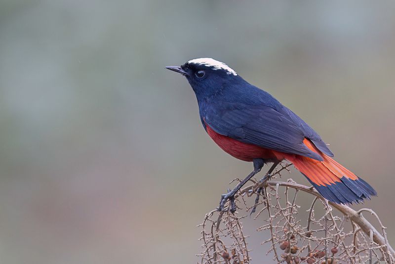 White-capped Redstart