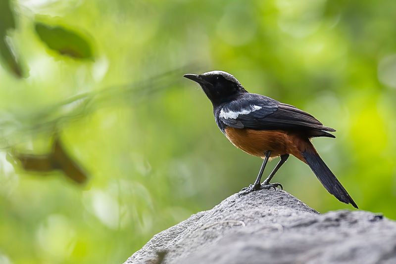 Mocking Cliff Chat
