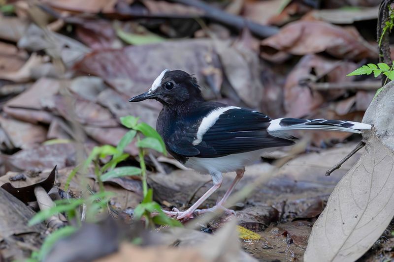 White-crowned Forktail