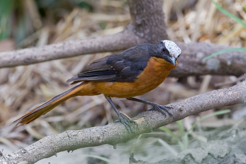 White-crowned Robin-Chat