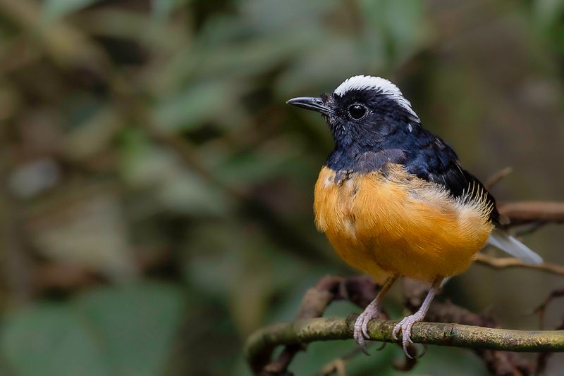 White-crowned Shama