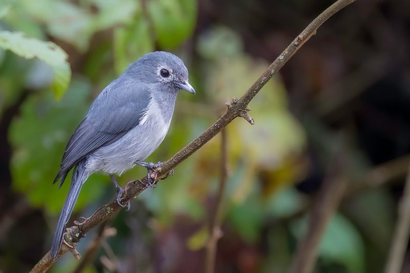 White-eyed Slaty Flycatcher