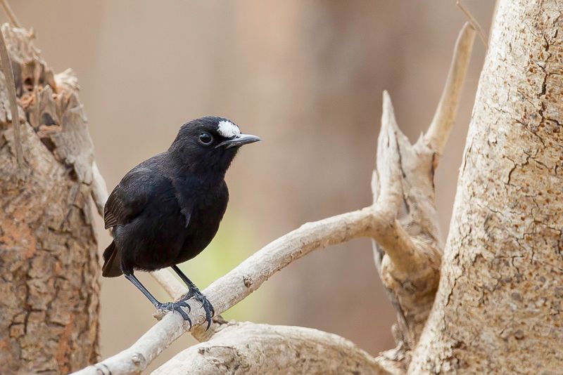 White-fronted Black-Chat (m)