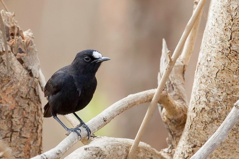 White-fronted Black-Chat (m)
