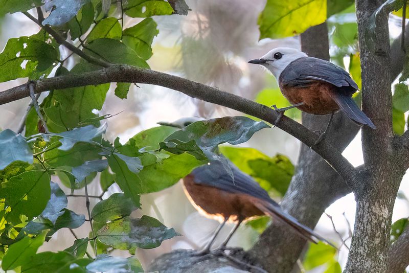 White-headed Robin-Chat