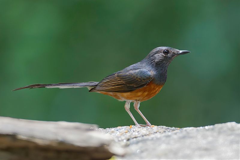 White-rumped Shama (f)