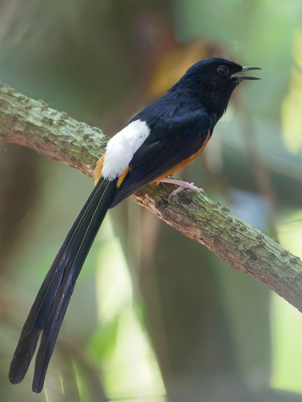 White-rumped Shama (m)