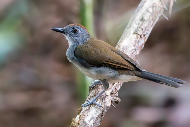 White-tailed Alethe