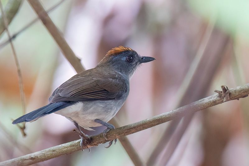 White-tailed Alethe