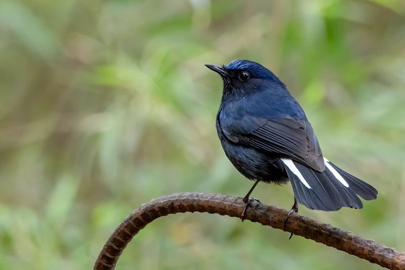 White-tailed Robin