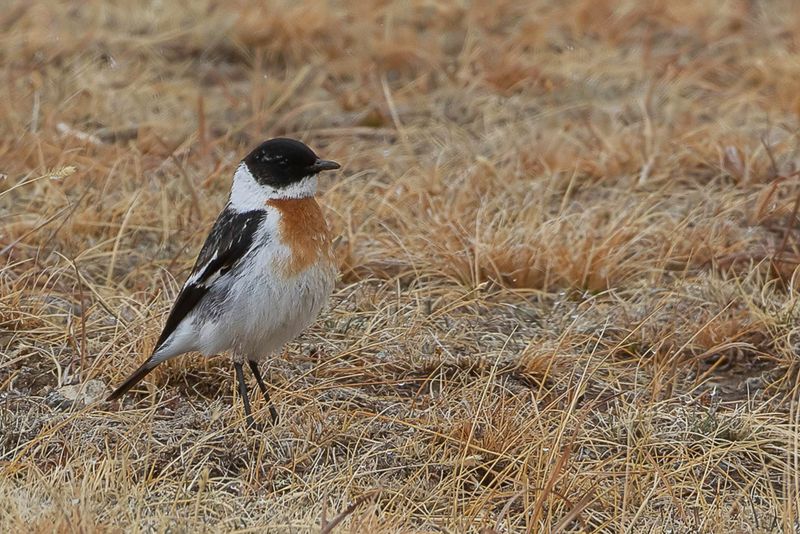 White-throated Bush Chat (m)