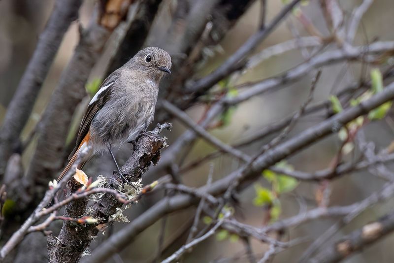 White-throated Redstart (f)