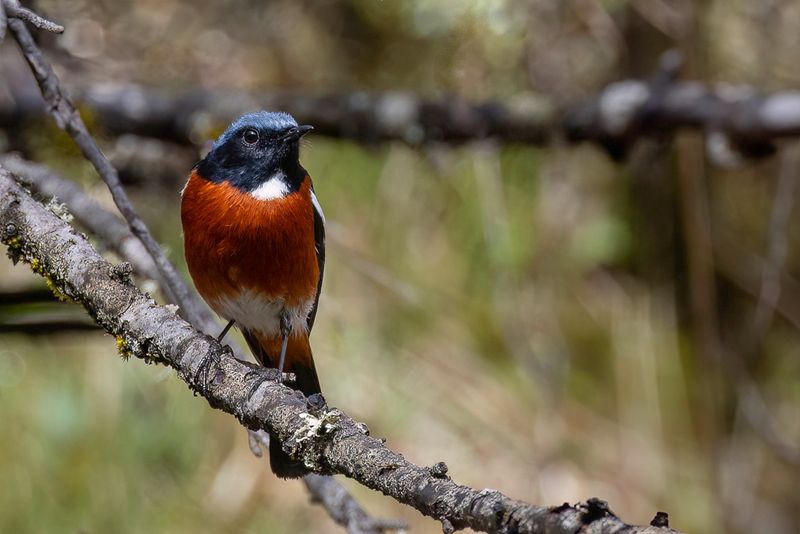 White-throated Redstart (m)