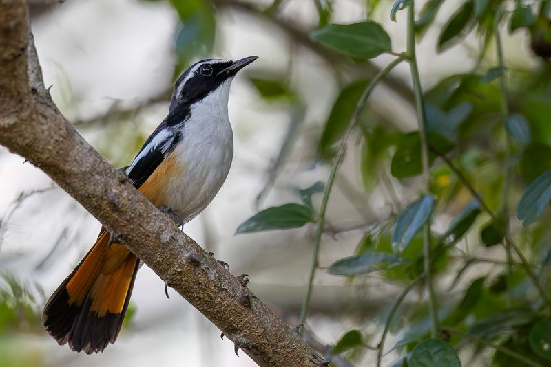 White-throated Robin-Chat