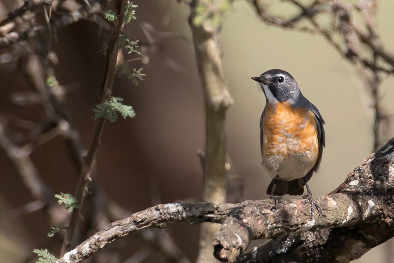 White-throated Robin