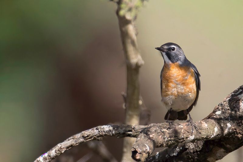 White-throated Robin