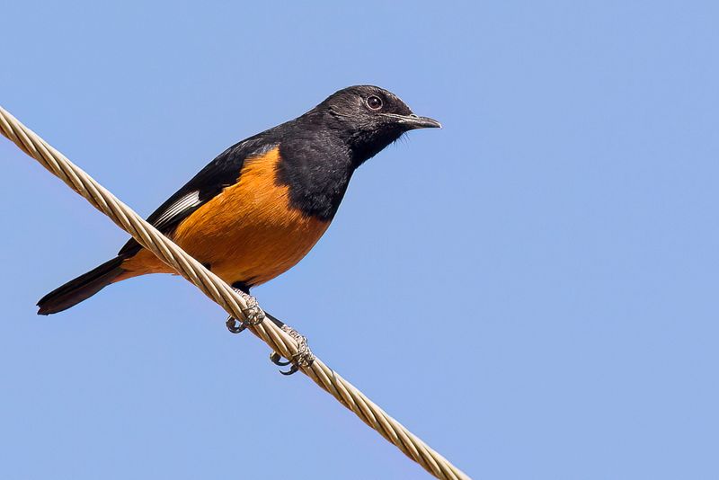 White-winged Cliff-Chat (m)