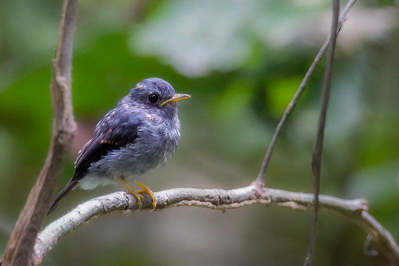 Yellow-footed Flycatcher (j)
