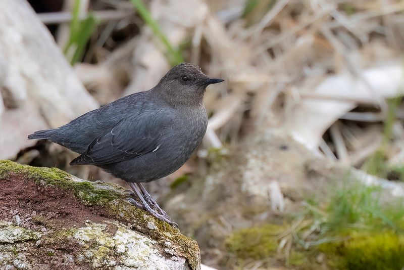 American Dipper