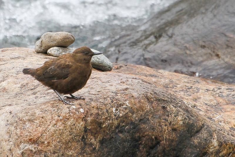 Brown Dipper