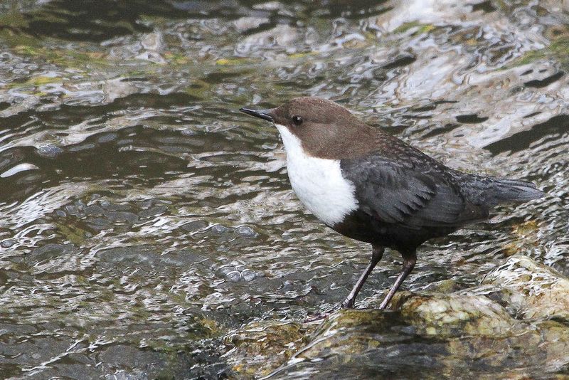 White-throated Dipper