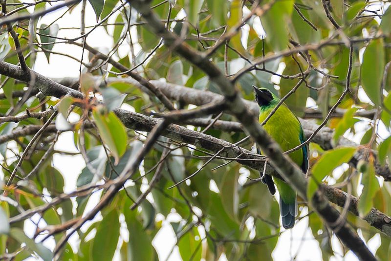 Bornean Leafbird