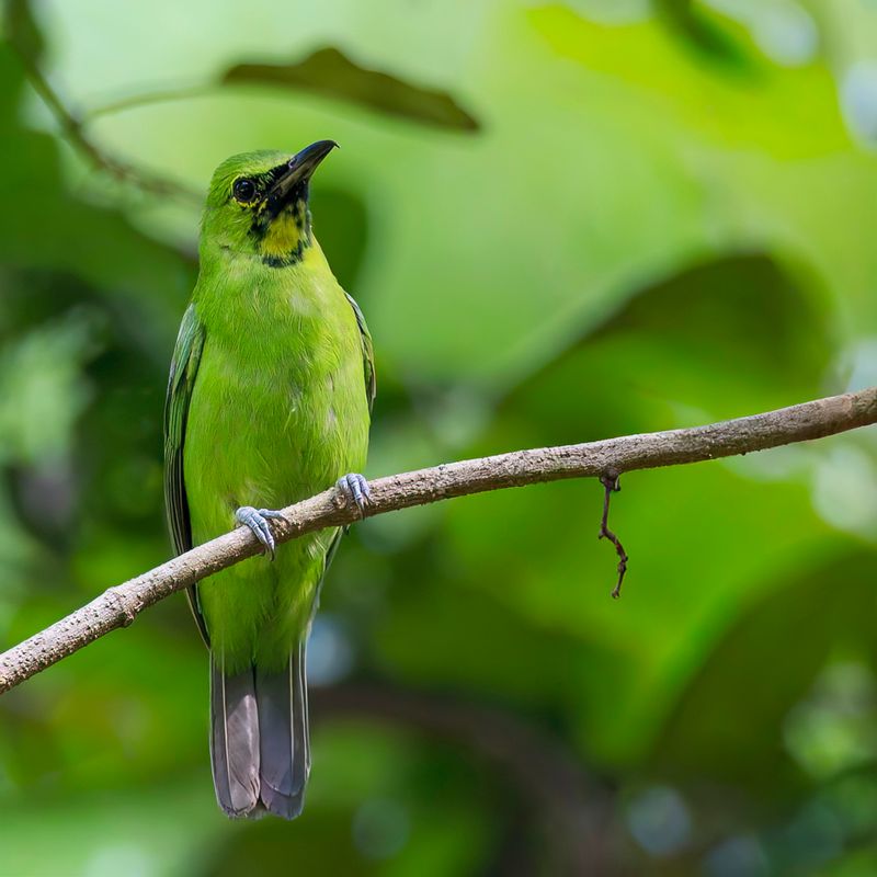 Greater Green Leafbird (m)