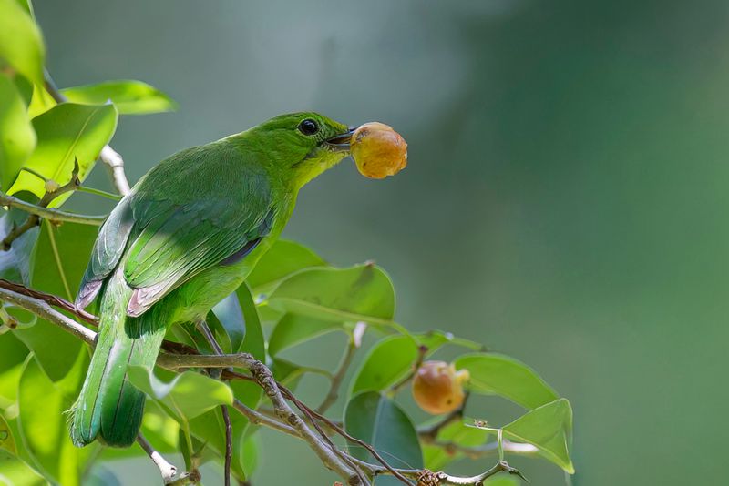 Lesser Green Leafbird (f)