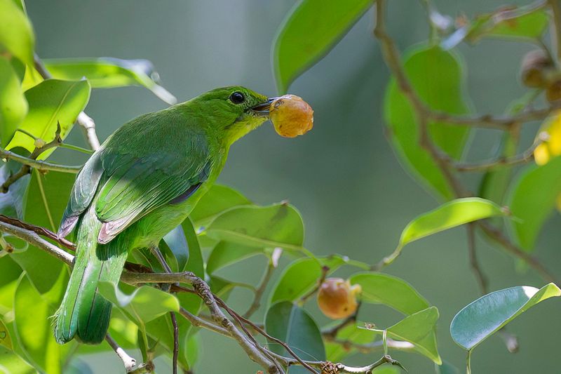Lesser Green Leafbird (f)