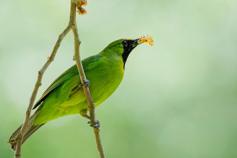 Lesser Green Leafbird (m)