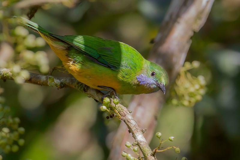 Orange-bellied Leafbird (f)