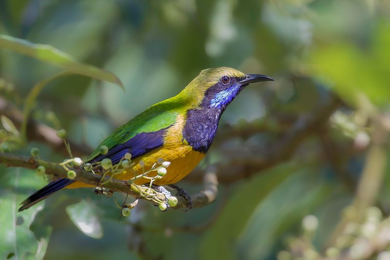Orange-bellied Leafbird (m)