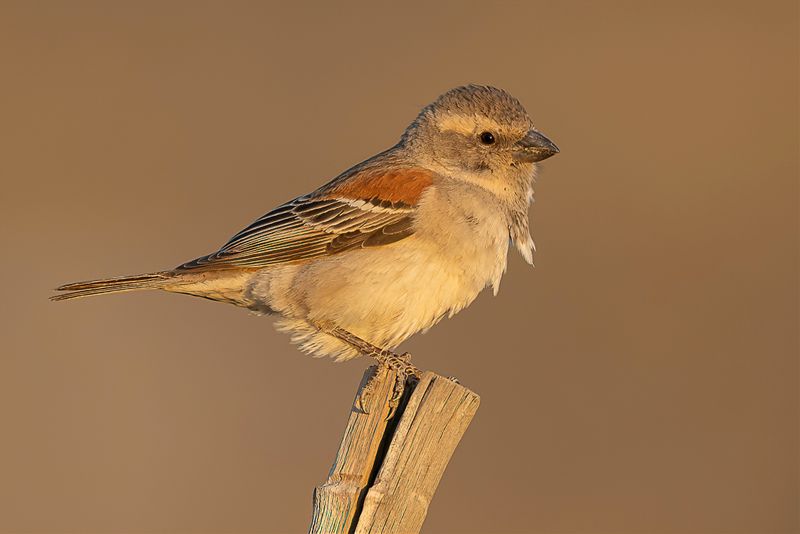 Cape Sparrow (f)