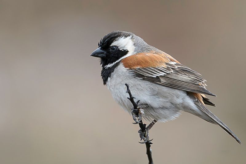 Cape Sparrow (m)