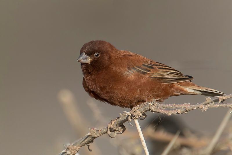 Chestnut Sparrow (m)