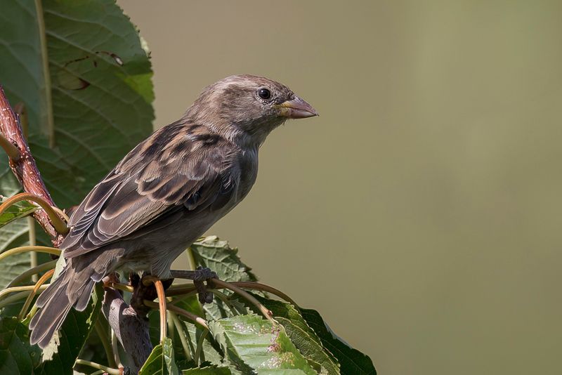 House Sparrow (f)