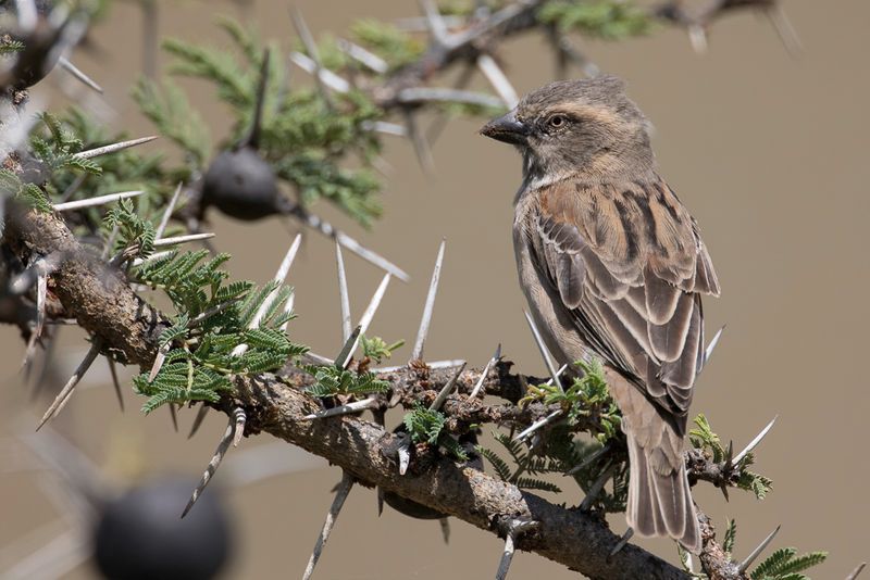 Kenya Sparrow (f)