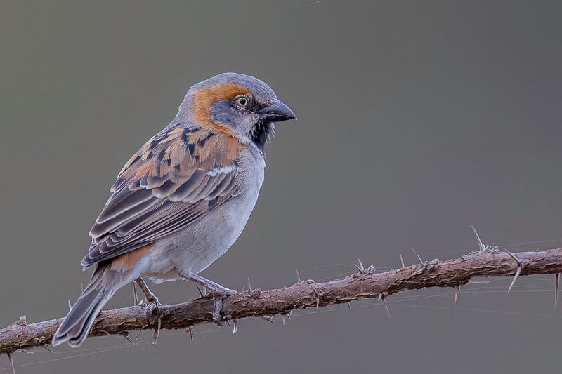 Kenya Sparrow (m)