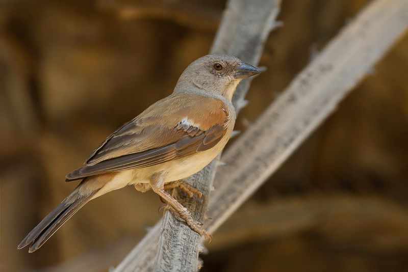 Northern Grey-headed Sparrow